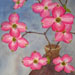 pink_dogwood