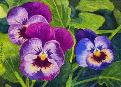 Purple Pansies